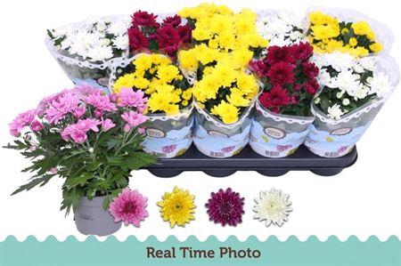 <h4>Chrys Gevuldbl Gem</h4>