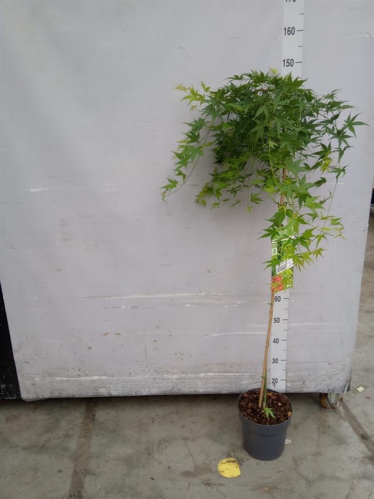 <h4>Acer palmatum 'Ryusen'</h4>