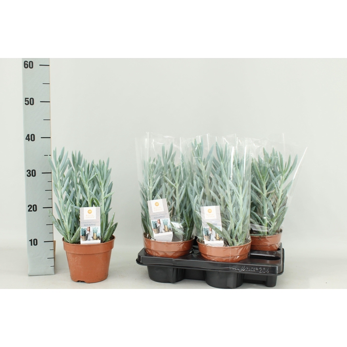 <h4>CURIO FIC MT EVEREST</h4>