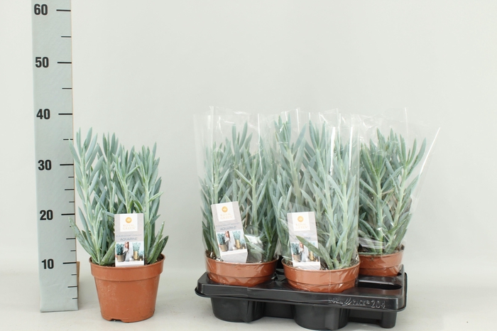 CURIO FIC MT EVEREST