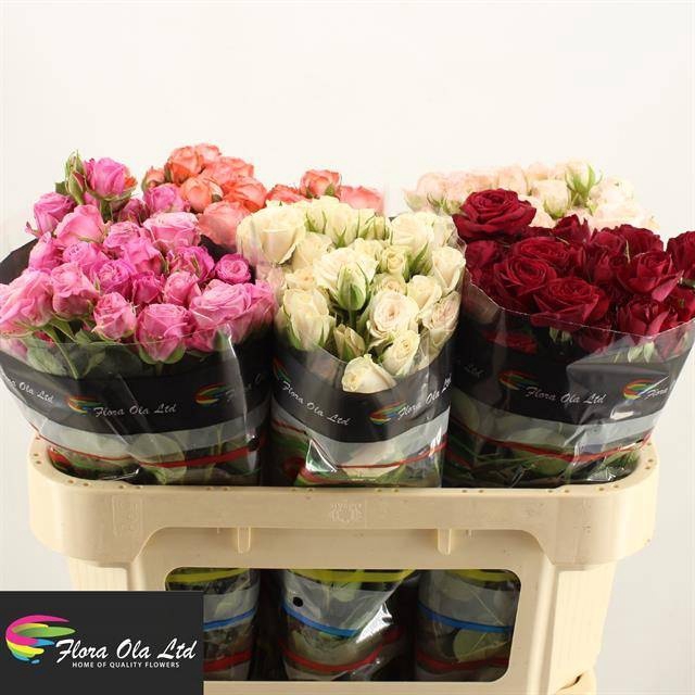 <h4>R Tr Mix X50 Flora Ola</h4>