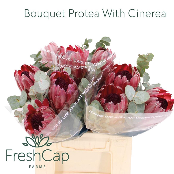 <h4>Bouquet 3 Protea With Cinerea</h4>