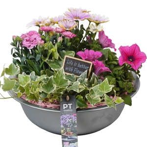 Arr.   Perkplanten L%