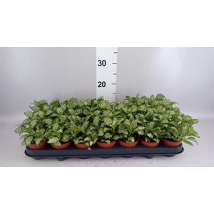 Fittonia  'Mosaic White Tiger'