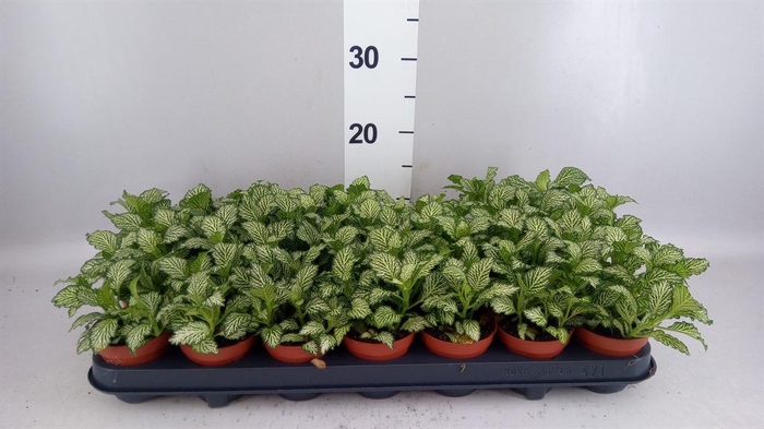 Fittonia  'Mosaic White Tiger'