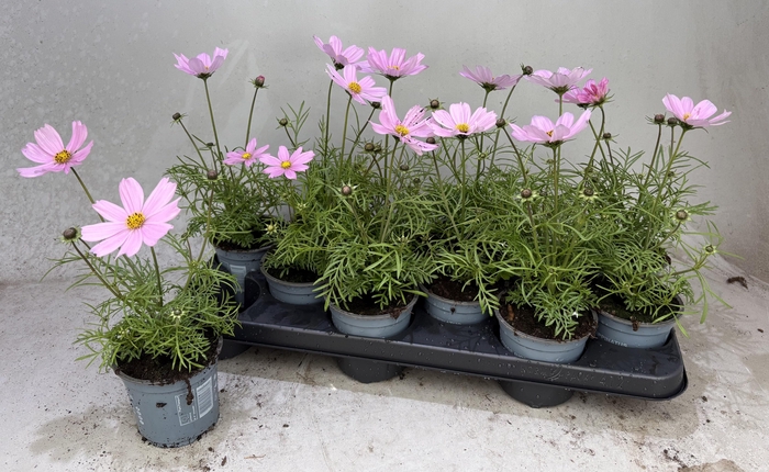 <h4>COSM BIP CASA PINK</h4>