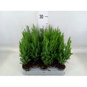 Chamaecyparis laws. 'Ellwoodii'