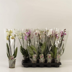 PHAL GEM