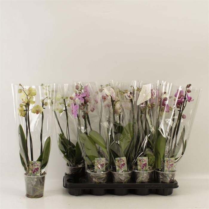 <h4>PHAL GEM</h4>
