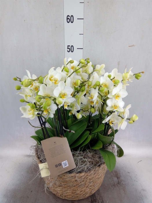 <h4>Phalaenopsis multi.   ...mix</h4>