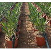 Nerium oleander