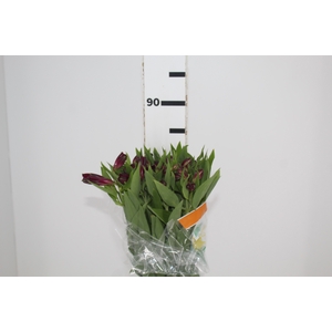 ALSTROEMERIA POMPEII 080 CM