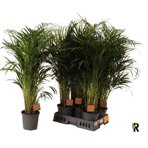 DYPSIS LUTESCENS