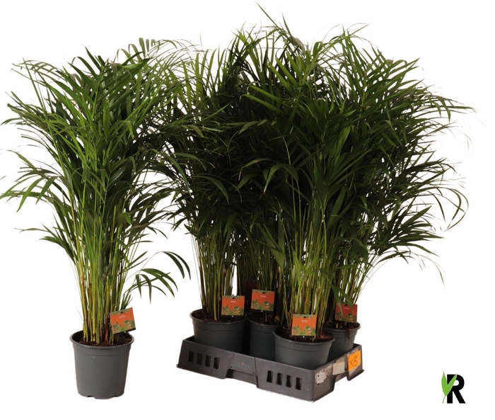 <h4>DYPSIS LUTESCENS</h4>
