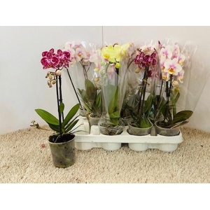 PHAL OV