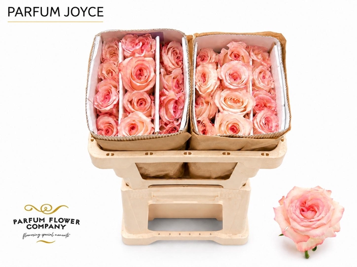 Rosa Parfum Joyce