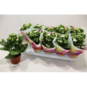 arr8 Kal Ge Stellar White