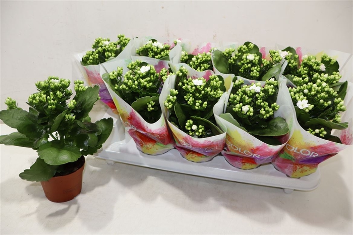 <h4>arr8 Kal Ge Stellar White</h4>