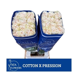 R Gr Cotton Expression