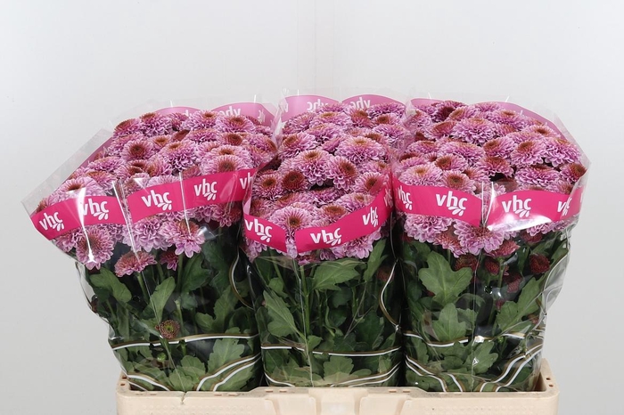 <h4>Chr San Aaa Doria Pi</h4>