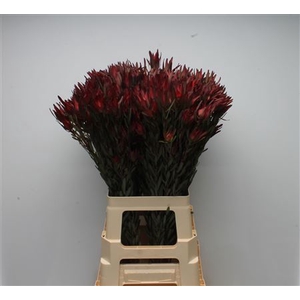 Leucadendron salignum 'Blush'