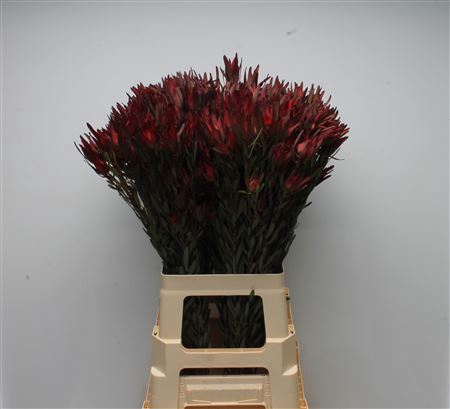 <h4>Leucadendron salignum 'Blush'</h4>