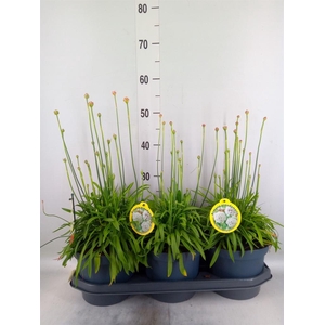 Armeria pseud. 'Ball White'