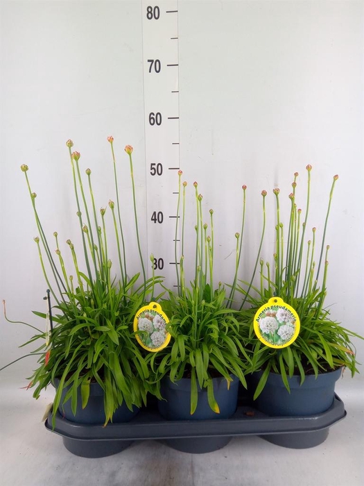 <h4>Armeria pseud. 'Ball White'</h4>