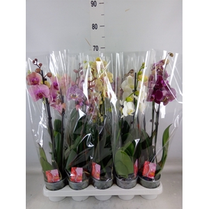 Phalaenopsis   ...mix