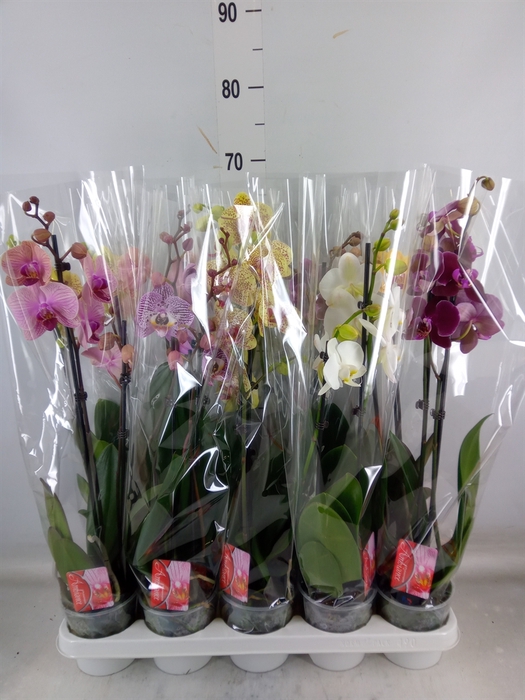 <h4>Phalaenopsis   ...mix</h4>