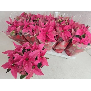 .Euphorbia pulcherrima princettia pink