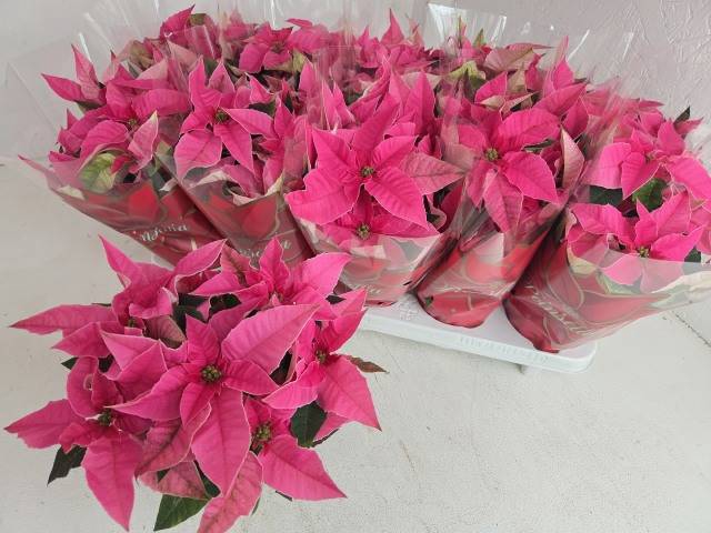 <h4>.Euphorbia pulcherrima princettia pink</h4>