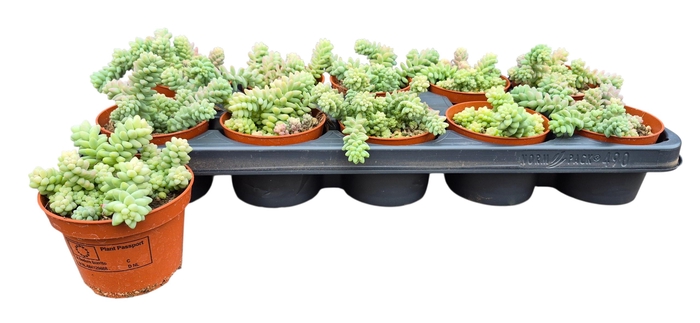 <h4>SEDUM BURRITO</h4>