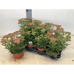 ACHI MILLEFOLIUM