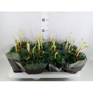 Peperomia caperata 'Lilian'