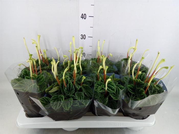 <h4>Peperomia caperata 'Lilian'</h4>