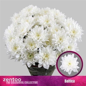 Chr T Baltica