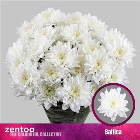 <h4>Chr T Baltica</h4>