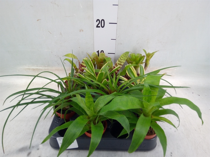 <h4>Bromelia   ...mix</h4>