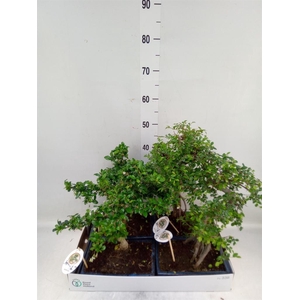 Bonsai   ...mix