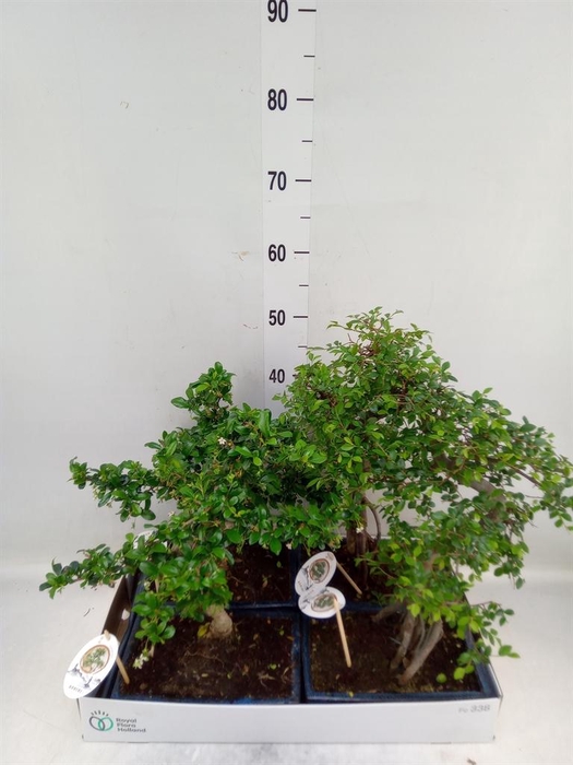 <h4>Bonsai   ...mix</h4>