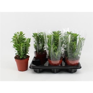 Euphorbia trigona
