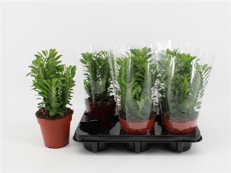 <h4>Euphorbia trigona</h4>