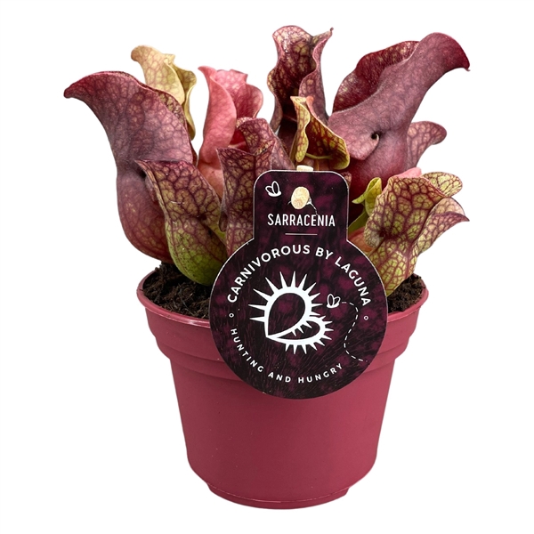<h4>Sarracenia Sylwia 12 cm</h4>