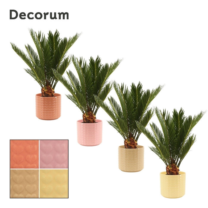 <h4>Cycas Revoluta 12 cm Decorum, 6+ veren in Kaya (Sympathetic mood</h4>