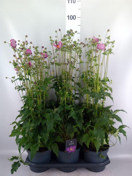 <h4>Anemone hupeh. 'Fantasy Jasmine'</h4>