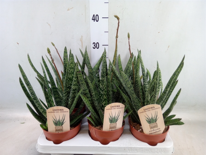 <h4>Gasteria</h4>