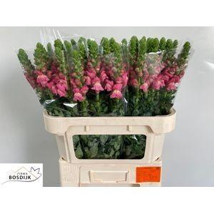 ANTIR AVIGNON C ROSE