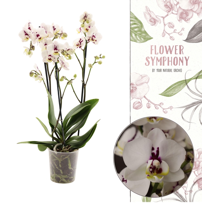 <h4>Flower Symphony | 110138 | Phalaenopsis 3 spike</h4>