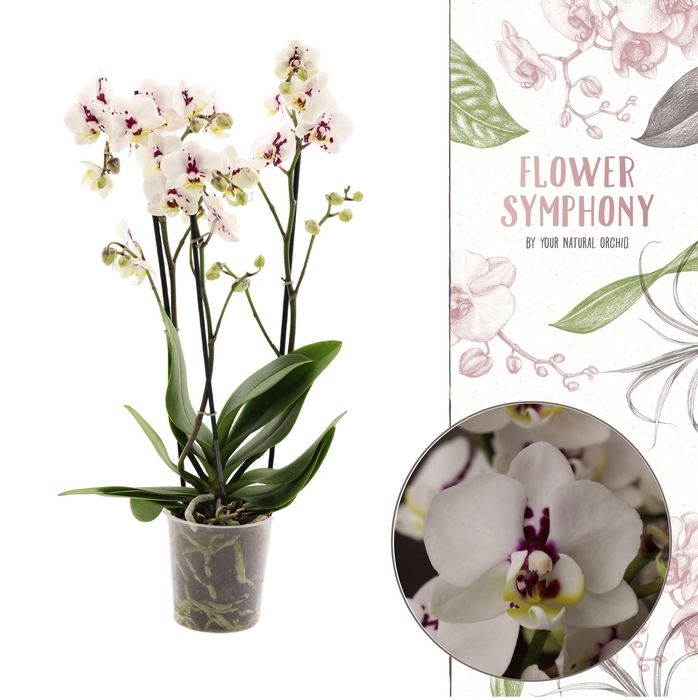 <h4>Flower Symphony | 110138 | Phalaenopsis 3 spike</h4>